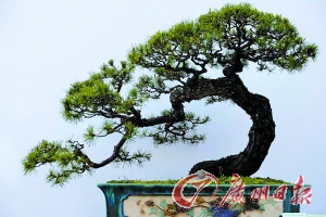 流花湖公园展出的盆景