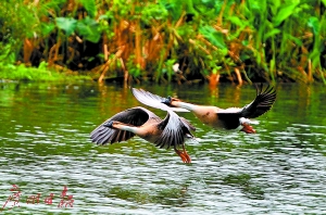在流花湖公园有不少水禽野鸟自由息栖。 广州日报全媒体记者廖雪明 摄