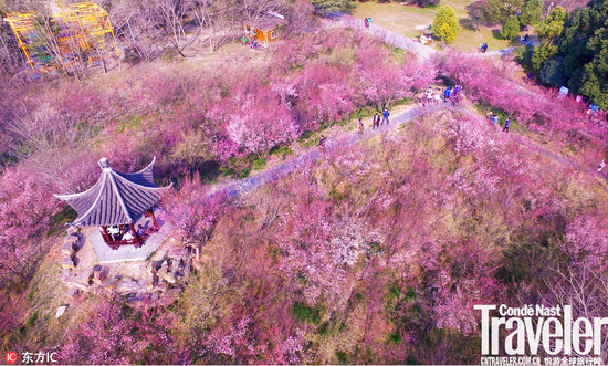 闰年寻踪立春赏梅图 看遍中国最美香雪海_湛江