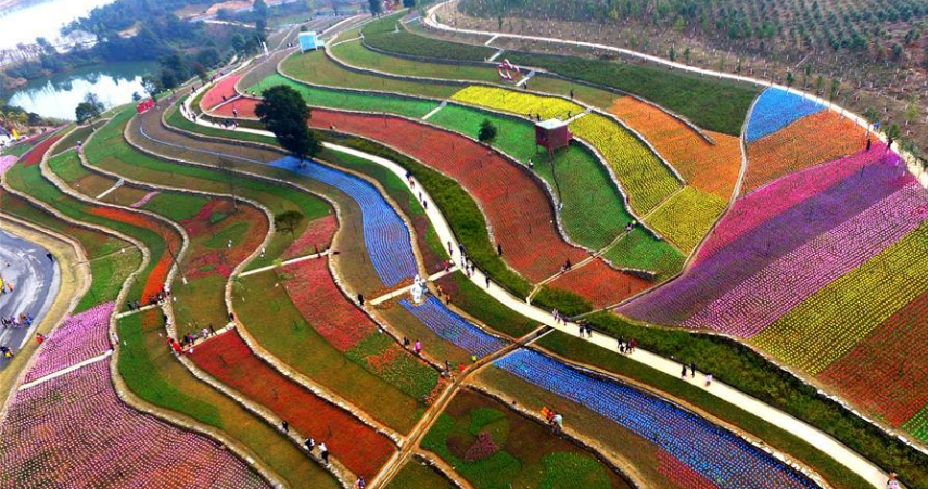 江西省新余市仙女湖区郁金香绽放 展现七彩花