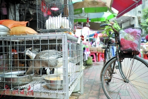 员村市场，档口的鹅和鸽子。