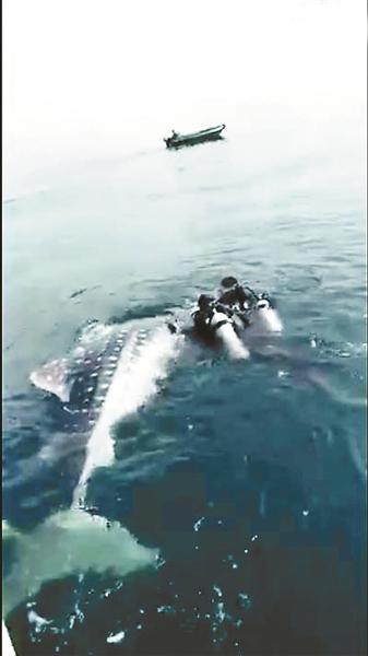 网友捕捉鲸鲨的视频