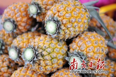 神湾菠萝正式被质检总局认定为“国家地理标志产品”