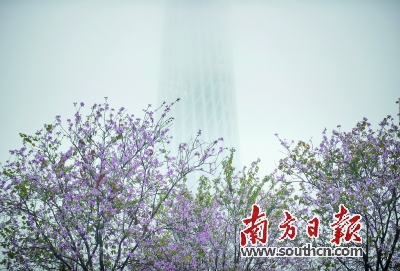 13日夜间一股强冷空气入穗,回南天或告一段落,但阴雨天仍会持续。南方日报记者 张梓望 摄