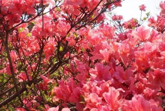杜鹃花
