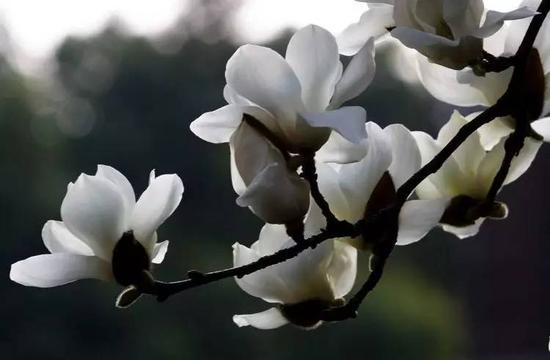 玉兰花