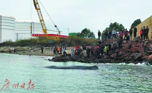 抹香鲸