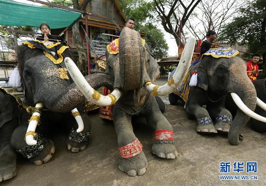 　　3月13日，在泰国大城，几头大象参加大象日祝福活动。当日，泰国大城举办多种活动庆祝一年一度的大象日。 新华社/欧新