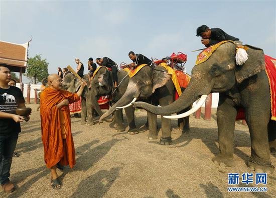 3月13日，在泰国大城，几头大象参加大象日祝福活动。当日，泰国大城举办多种活动庆祝一年一度的大象日。 新华社/欧新