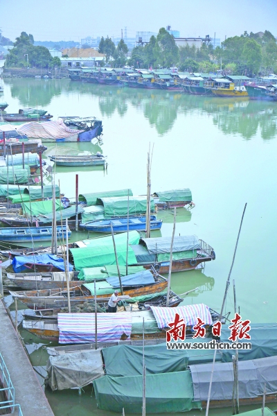 南朗横门避风港，珠江休渔期没法出海的小渔船静静地停靠在岸边。 南方日报记者 叶志文 摄