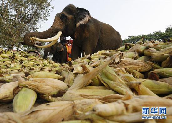 3月13日，在泰国大城，几头大象在大象日祝福活动上吃玉米。当日，泰国大城举办多种活动庆祝一年一度的大象日。 新华社/欧新