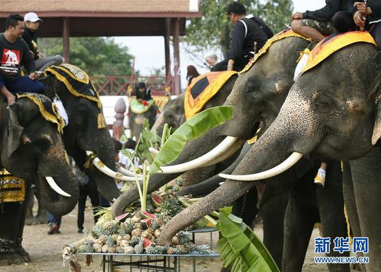 3月13日,在泰国大城,几头大象在大象日祝福活动上吃水果.