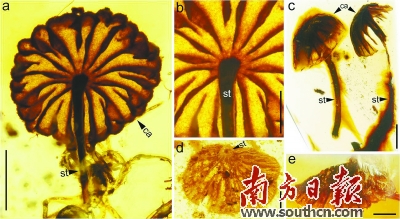 中科院南京地质古生物研究所提供的白垩纪蘑菇化石照片。新华社发