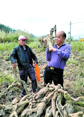 雅陶村葛根大丰收。