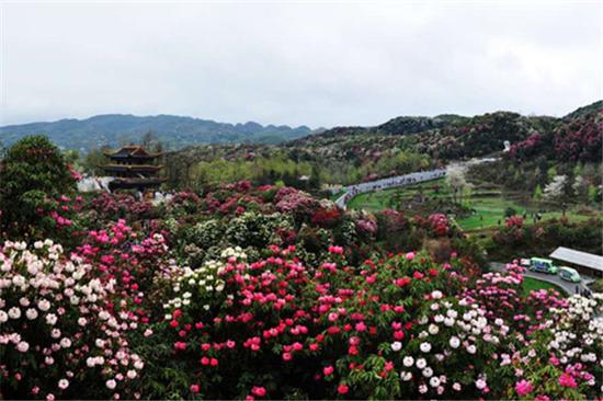 春日中必去赏花之地 国家5级旅游景区贵州百里