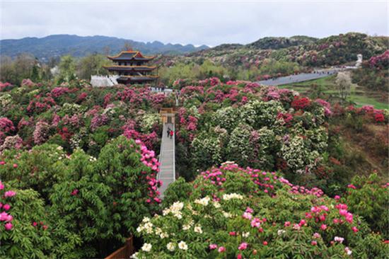 春日中必去赏花之地 国家5级旅游景区贵州百里