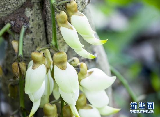 禾雀花又名白花油麻藤、花汕麻藤、雀儿花，是国家二类保护植物，为蝶形花科黎豆属木质藤本植物。新华网发（翁文摄）