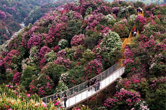 春日中必去赏花之地 国家5级旅游景区贵州百里