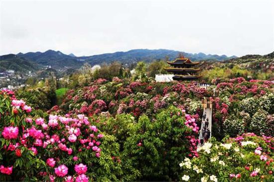 春日中必去赏花之地 国家5级旅游景区贵州百里