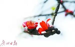 木棉花悄然开放，勤劳的小蜜蜂在花朵里采蜜。