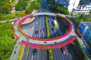 东风东路与执信南路交界的人行天桥上，簕杜鹃美丽盛放。