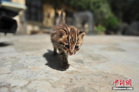 4月11日，小豹猫在繁育中心空地上活动。近日，两只可爱的小豹猫亮相云南野生动物园繁育中心。据工作人员介绍，动物园收容救助的这两只小豹猫有3个多月大，等时机成熟时就开始进行野化训练，并选择合适的地点进行放生。 