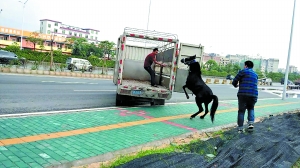 黑马上车时还不怎么“听话”。