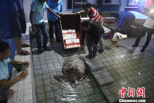 徐闻县渔政大队查获疑似被非法运输的10只绿海龟 徐闻珊瑚礁管理区保护局供图