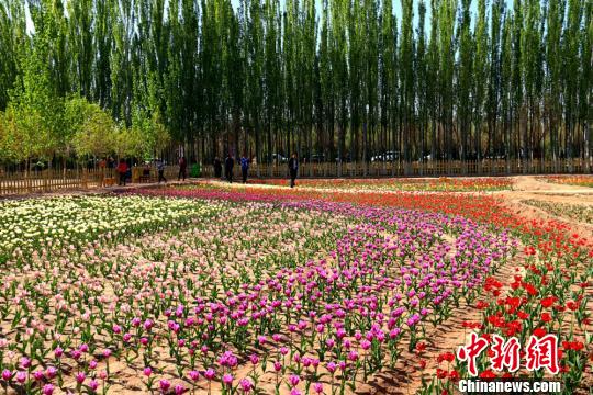 　　近年来打造“西部花城”，欲将紫嫣花(马鞭草)、薰衣草、虞美人、向日葵等多彩花卉开遍城市的各处空地。　焦海涛　摄