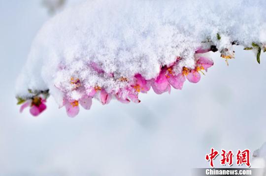 图为白雪覆盖盛开的鲜花。　康凯　摄
