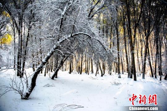 图为雪后的树林。　康凯　摄