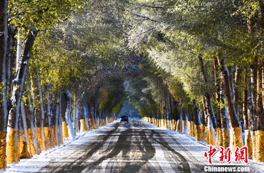 图为雪后的公路，绿树、白雪，勾勒出暮春美景。　康凯　摄