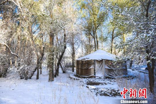 图为树林里的蒙古包被雪覆盖。　康凯　摄