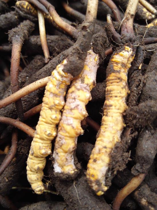 惠州金诃藏药馆新鲜冬虫夏草将上市 采收团队已启程