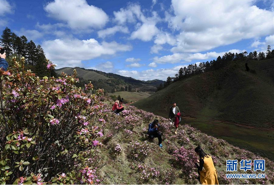 高山杜鹃花