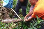 珠海惊现50斤巨蟒 吞食两头山羊