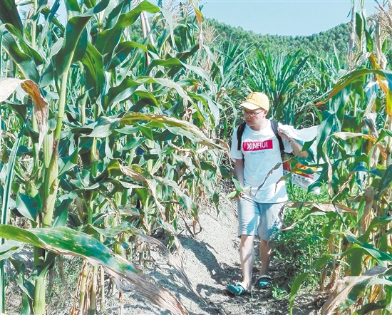 昨日，部分在网上认购的热心市民来到明叔、明嫂家的玉米地采摘玉米。