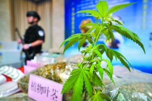 警方缴获的大麻及相关产品。