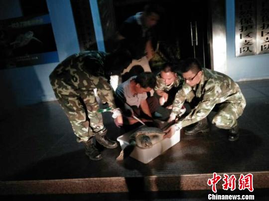 图为边防派出所官兵和惠东县港口海龟国家级自然保护区人员在救治海龟。　吴伟　摄