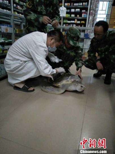 图为边防派出所官兵和惠东县港口海龟国家级自然保护区人员在救治海龟。　吴伟　摄