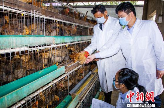 检验检疫人员在供港养鸡场巡查。 邹冬辉 摄