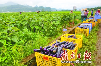 广州帮扶清远龙口村 蔬菜基地促增收光伏发电