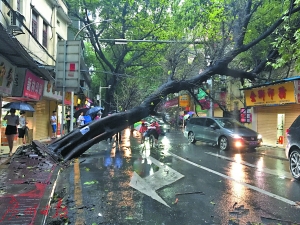 天成路上一棵大树被大风刮倒。广州日报全媒体记者何韵红摄