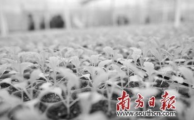在监管方面，中山盯紧“田间地头”，目前全市已建立各级农业标准化示范区80个。南方日报记者 叶志文摄