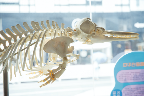 中华白海豚骨骼标本