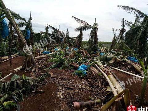 香蕉树受损严重 图/黄春智