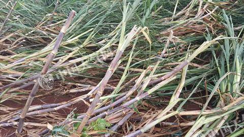 甘蔗被龙卷折断 图/黄春智