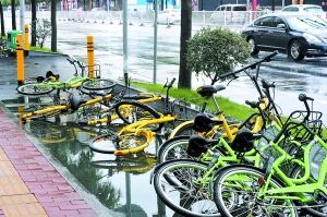 共享单车被风吹倒。 广州日报全媒体记者何波摄