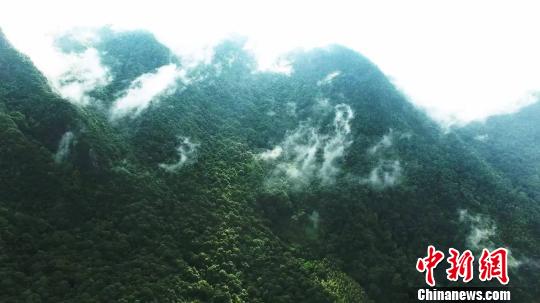 广东阴那山森林公园位于梅州市大埔县境内　程景伟　摄