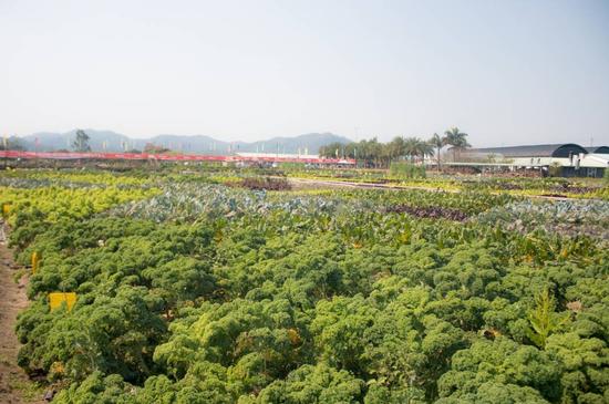 四季绿农业公园